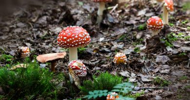 funghi, Image by Stux, Pixabay
