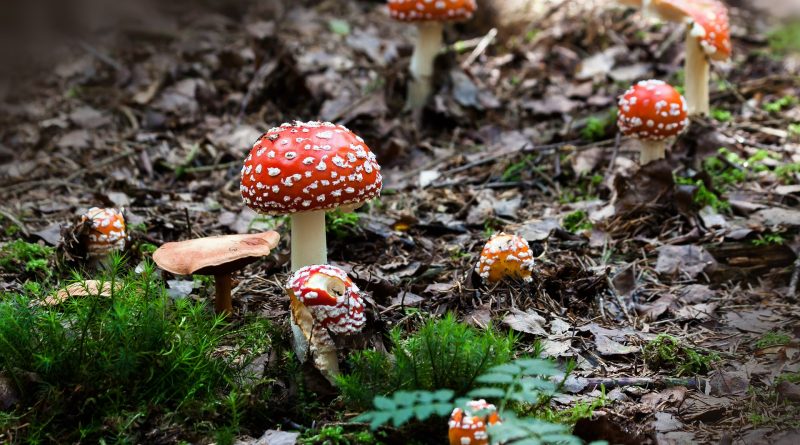 funghi, Image by Stux, Pixabay