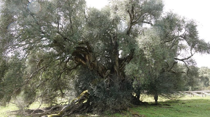 Olivastro , albero Luras
