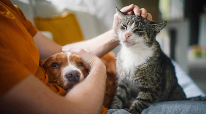 Cane-gatto, foto comunicato stampa